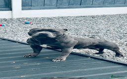 Staffordshire Bull Terrier dogs for stud: Proven KC Blue Staffy For Stud  - Image 1