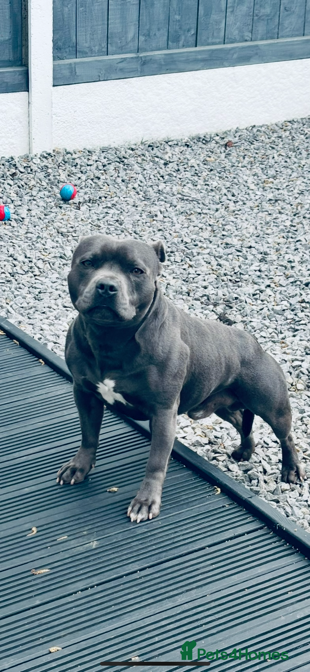 Staffordshire Bull Terrier dogs for stud: Proven KC Blue Staffy For Stud  - Image 1