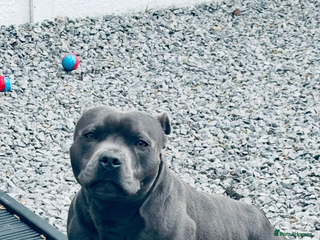 Staffordshire Bull Terrier dogs Proven KC Blue Staffy For Stud - Advert 10