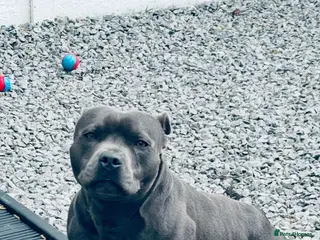 Staffordshire Bull Terrier dogs Proven KC Blue Staffy For Stud - Advert 11