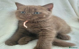 British Shorthair cats for sale: GCCF British Shorthair Kittens Champion Bloodline  - Image 9