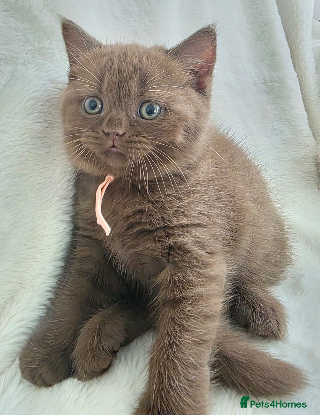British Shorthair cats for sale: GCCF British Shorthair Kittens Champion Bloodline  - Image 9