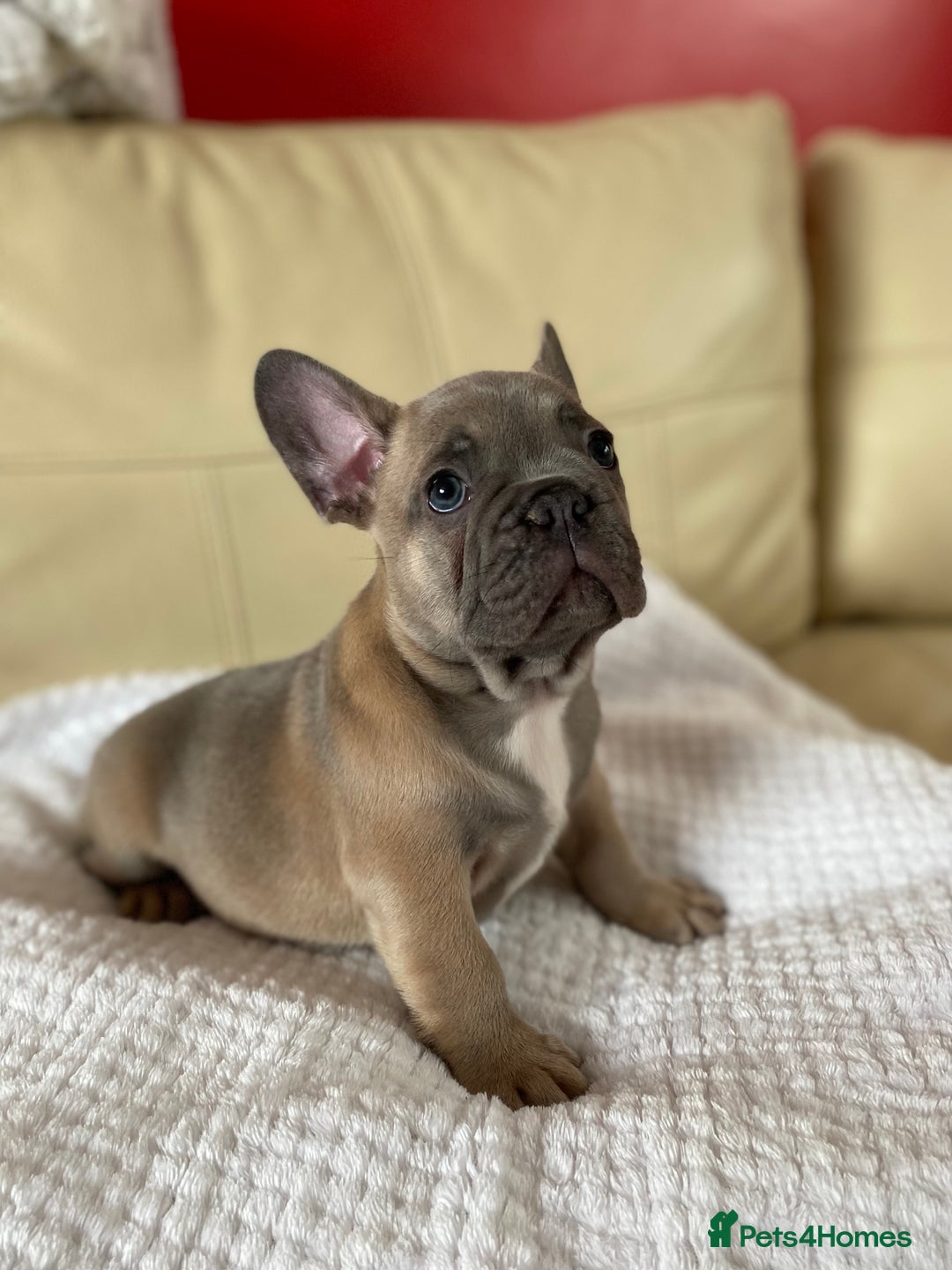 French Bulldog dogs for sale: Beautiful French Bulldogs Puppies for Sale  - Image 3