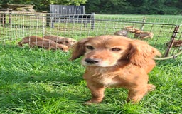 Cocker Spaniel dogs for sale: Working type cocker spaniel boys - Image 26