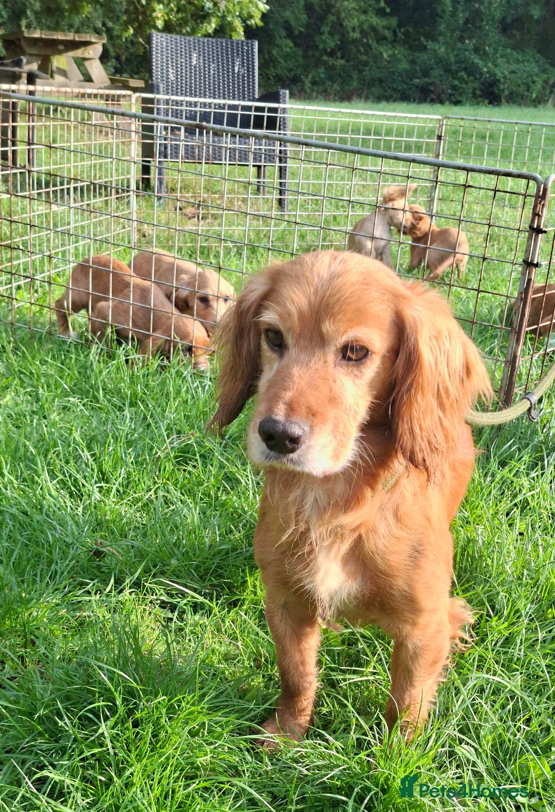 Cocker Spaniel dogs for sale: Working type cocker spaniel boys - Image 26