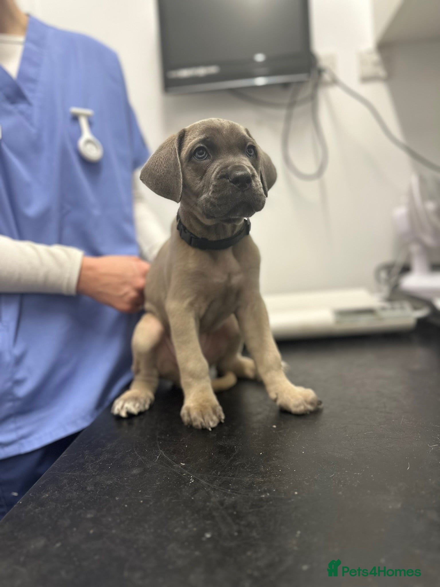 Cane Corso dogs 🏆 Proven Cane Corso Litter Due 01/08/26 🏆 - Advert 1