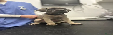 Cane Corso 1