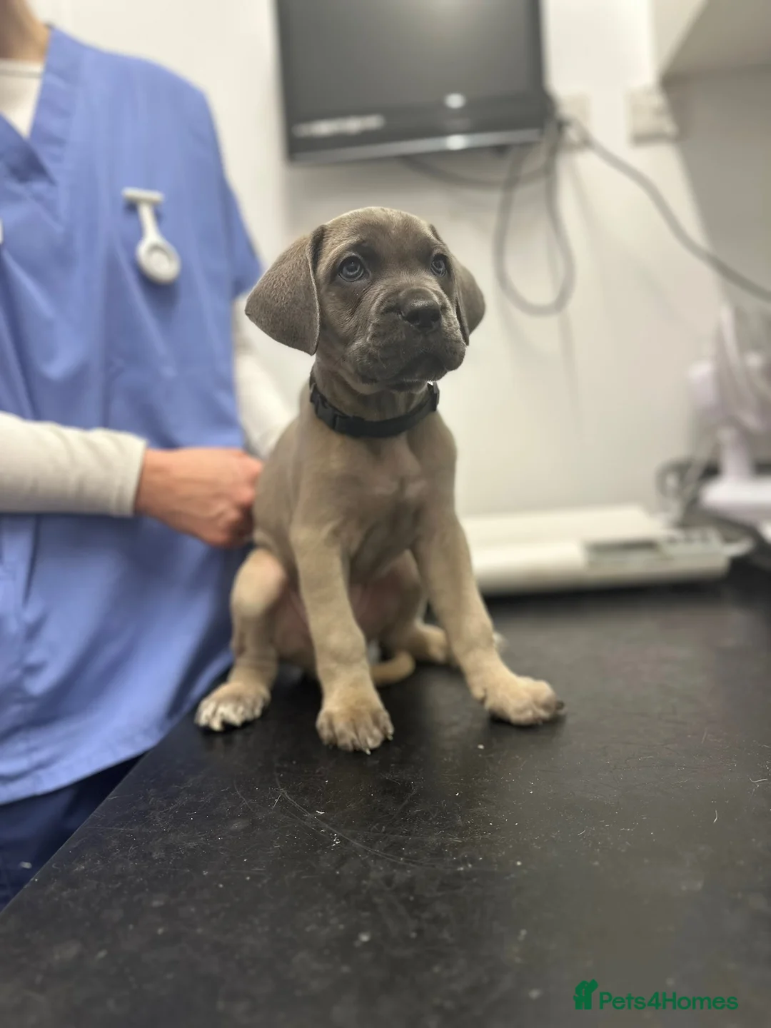 Cane Corso dogs for sale: 🏆 Proven Cane Corso Litter Due August 2026 🏆 - Advert 2