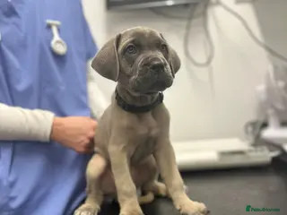 Cane Corso dogs 🏆 Proven Cane Corso Litter Due 01/08/26 🏆 - Advert 2
