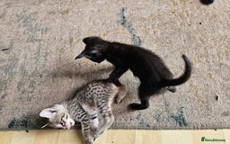 Savannah cats for sale: F4 Savannah Kittens 3x Brown Spotted 2x Melanistic - Image 9