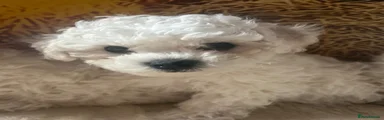 Bichon Frise 3