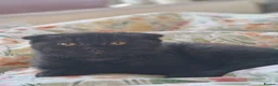 Scottish Fold cats for sale: 2 Scottish Fold girls🩷 - Advert 10