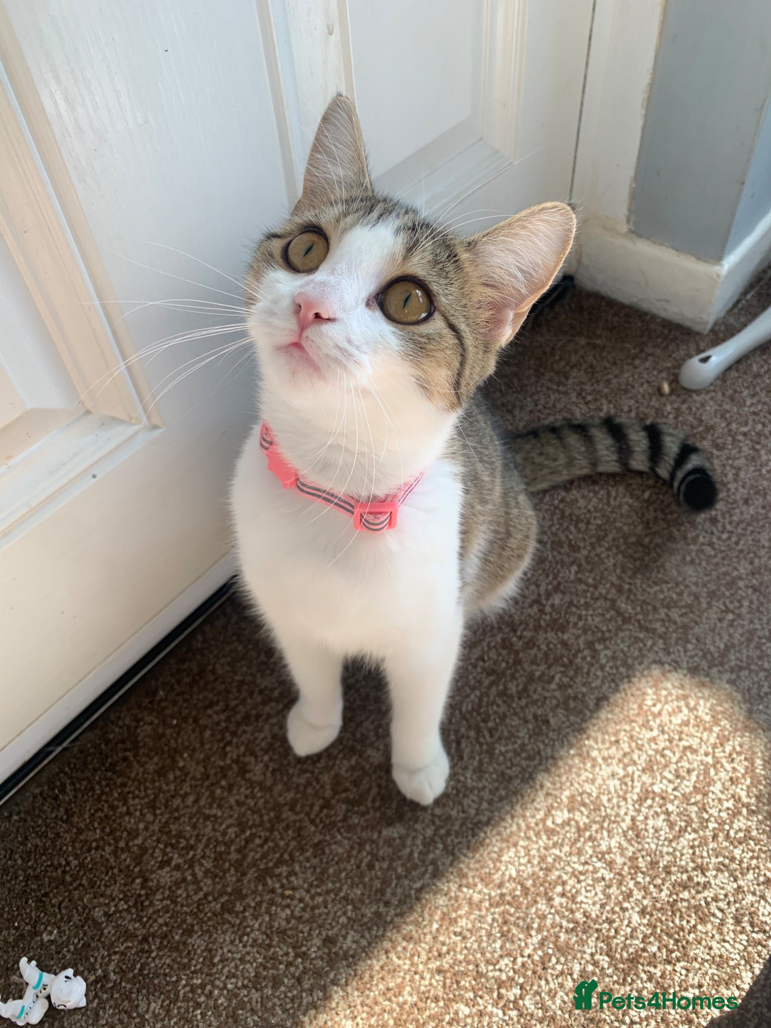 Mixed Breed cats for sale: Tabby & White gentle 1 year old.  - Advert 4