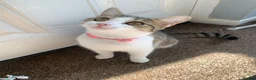 Mixed Breed cats for sale: 3 lovely gentle cats for rehoming.  - Advert 5