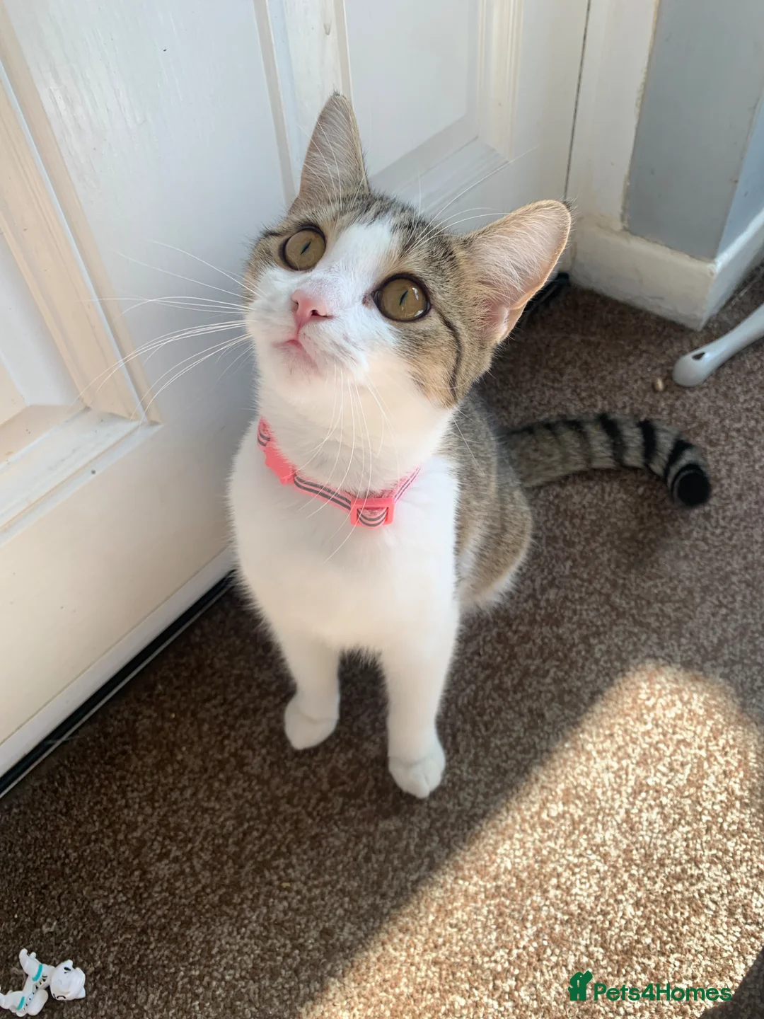 Mixed Breed cats for sale: Tabby & White gentle 1 year old.  - Advert 1