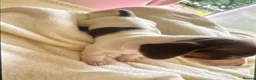 Miniature Dachshund dogs for sale: Piabald miniature dachshund  - Advert 4