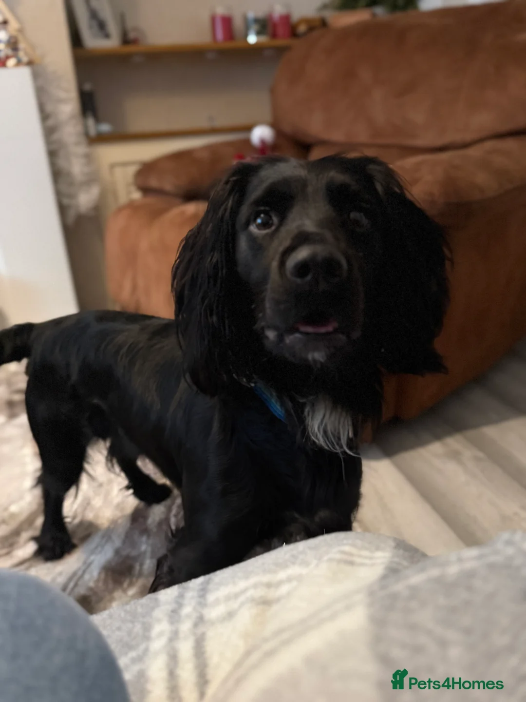 Sprocker dogs for stud: Arlo 2.5 years  in Wirral - Advert 3