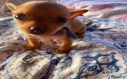 Chihuahua dogs for sale: ONLY 4 LEFT! Chihuahuas £650-£700 “Boys & Girls’ - Image 9