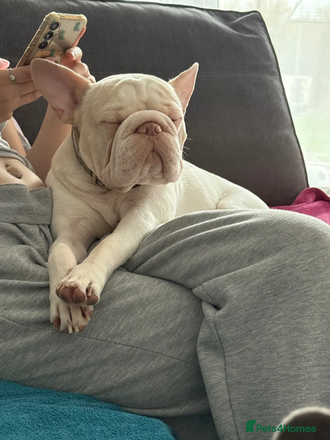 French Bulldog dogs for sale: Stanley  - Advert 2