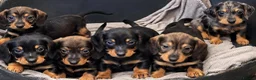 Dachshund dogs for sale: 🐾 5 Wired-Haired Dachshund Puppies for Sale 🐾 - Advert 1
