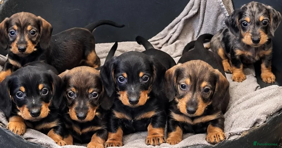 Dachshund dogs for sale: 🐾 5 Wired-Haired Dachshund Puppies for Sale 🐾 - Advert 1