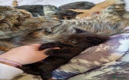 Maine Coon cats for sale: Beautiful Mainecoon X  9 kittens  - Image 32