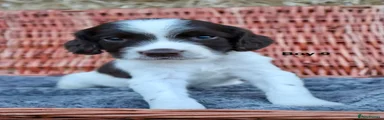 English Springer Spaniel 9