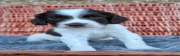 English Springer Spaniel dogs for sale: 1 boy left. Heath Tested Springer Spaniel Pups - Advert 11