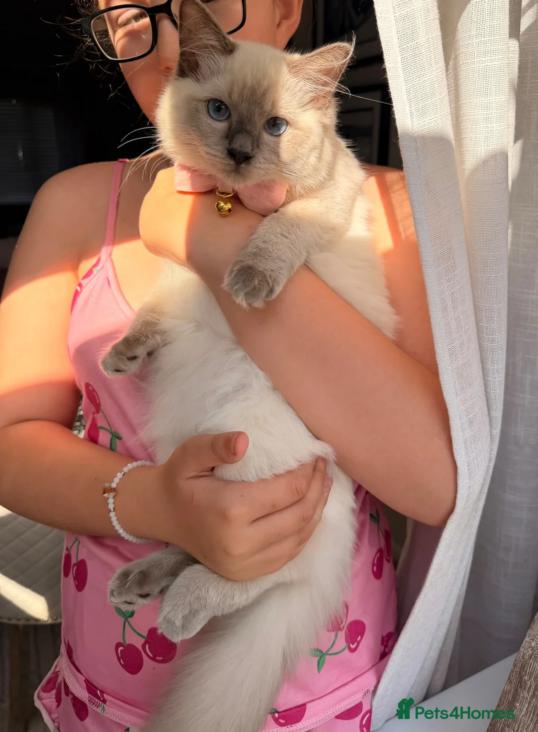 Ragdoll cats for sale: Beautiful blue mitted ragdoll girl xx - Advert 1