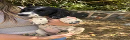 Sprocker dogs for sale: Sprocker Spaniel Puppies for Sale  - Advert 11