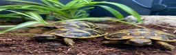 Tortoise reptiles for sale: Hermanns Tortoise Hatchling - Western / Eastern - Advert 5