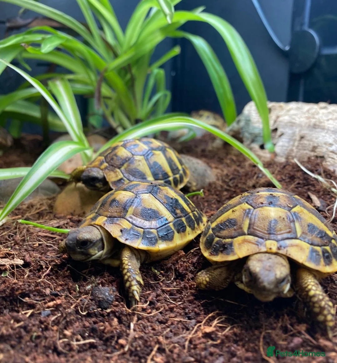 Tortoise reptiles for sale: Hermanns Tortoise Hatchling - Western / Eastern - Advert 5