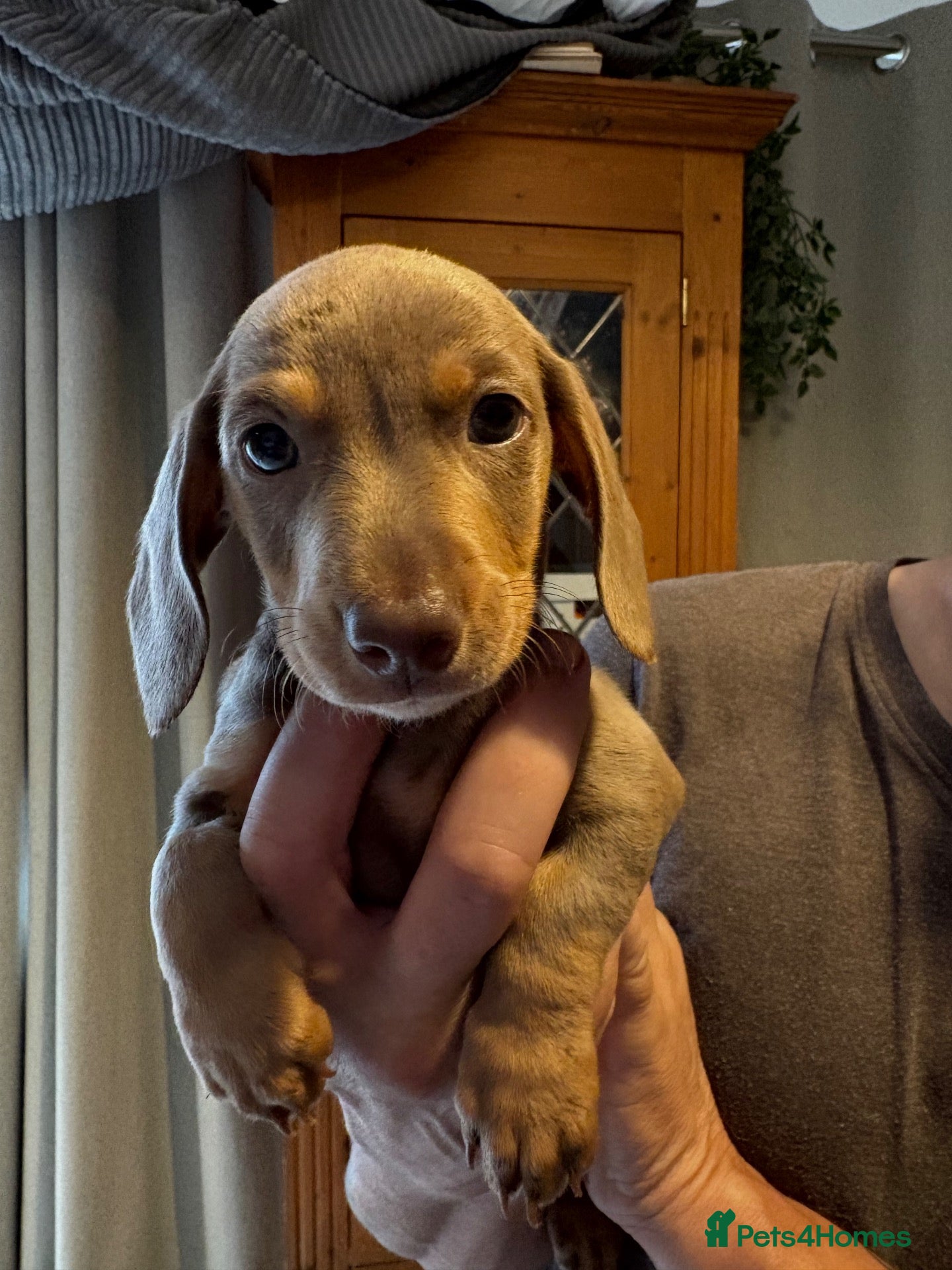 Dachshund dogs Mini dachshund puppies   - Advert 2