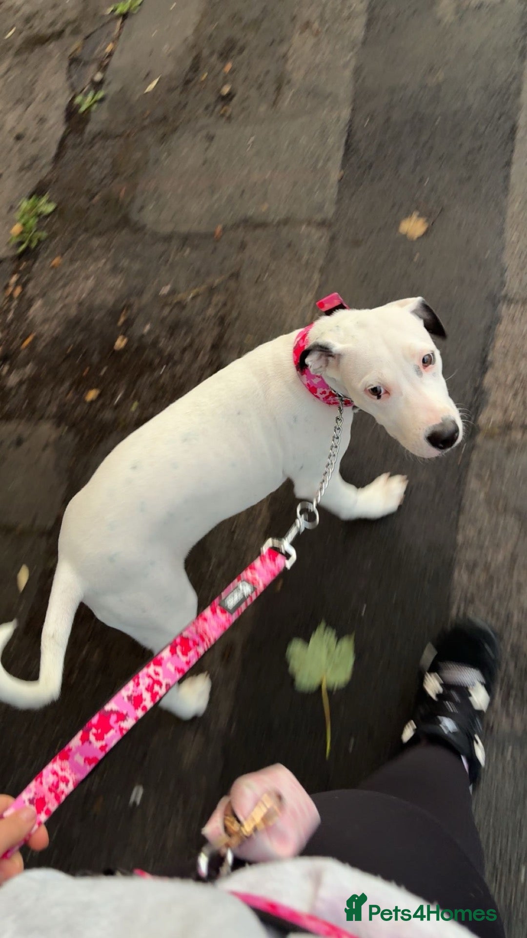 Mixed Breed dogs Beautiful female staffyx Dalmatian  - Advert 2