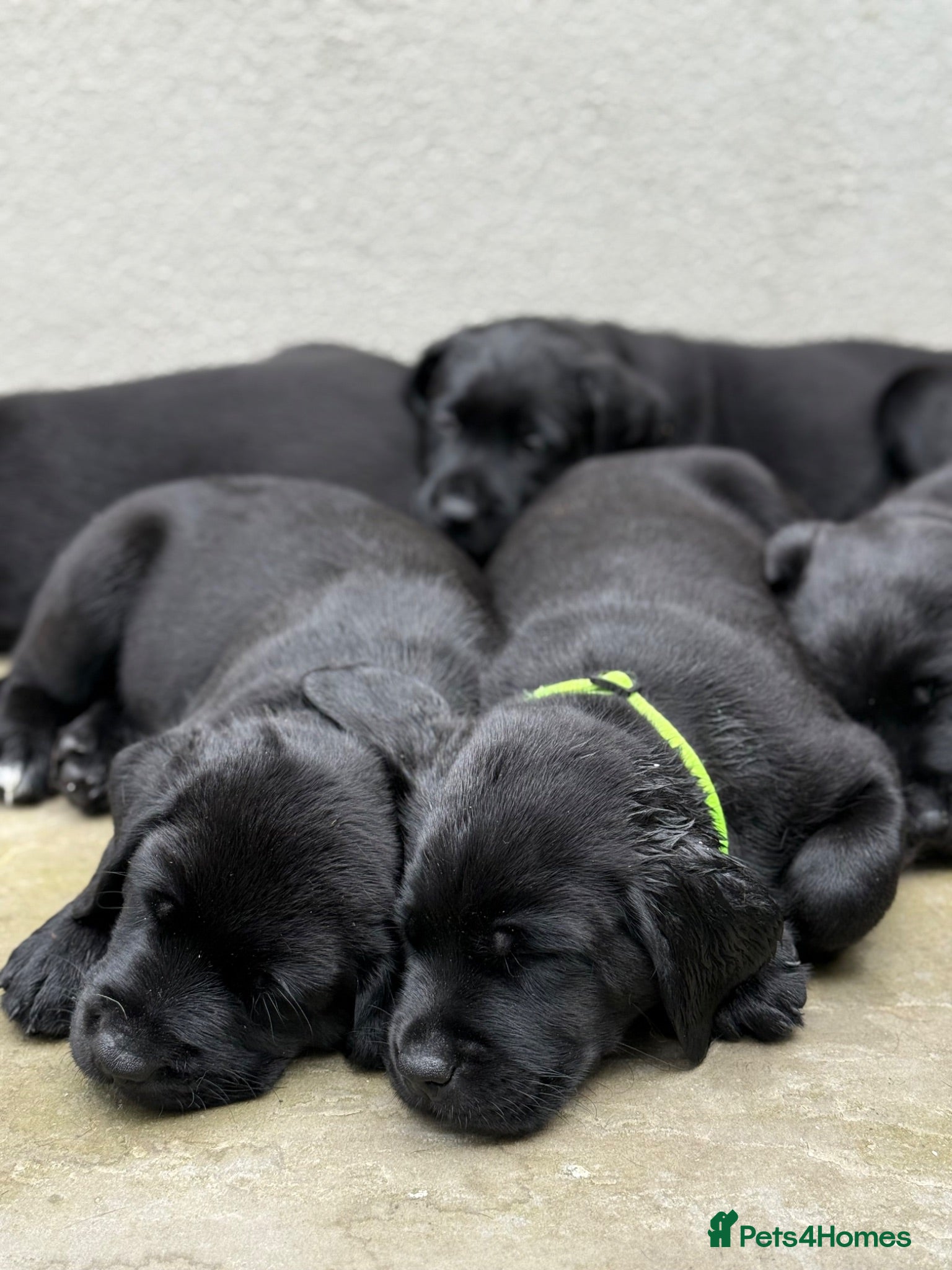 Labrador Retriever dogs Gorgeous Black Labrador Puppies  - Advert 2