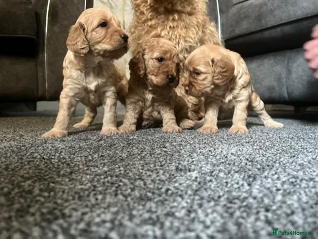 Cockapoo dogs for sale: Beautiful F2B Cockapoo puppies - Image 11