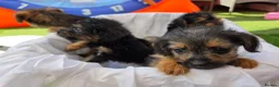 Mixed Breed dogs for sale: Borderpoo vet checked, 1st cross puppies - Advert 9