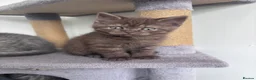 Scottish Fold cats for sale: British shorthair and Scottish straight mix  - Advert 4