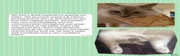 Ragdoll cats for sale: Registered Cheribum Kittens - Advert 8