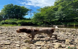 Italian Spinone dogs for sale: ITALIAN SPINONE WAITING LIST OPEN -DUE OCT - Image 18