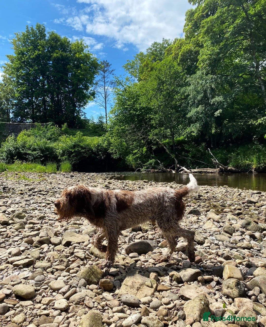 Italian Spinone dogs for sale: ITALIAN SPINONE WAITING LIST OPEN -DUE OCT - Image 18