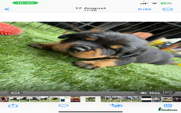 Rottweiler dogs for stud: Stunning KC registered fully health tested male   in Burnley - Image 15