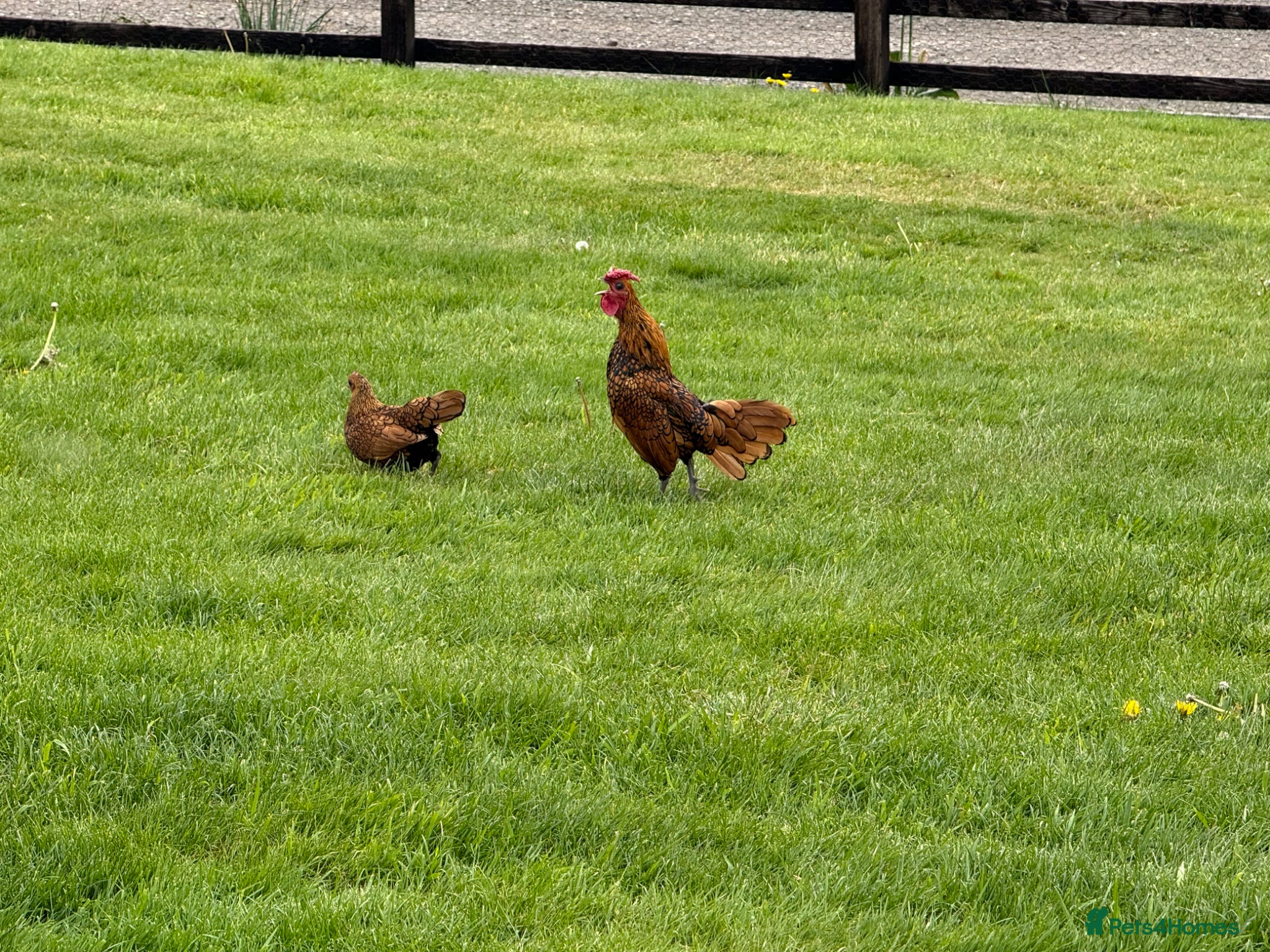 Chickens poultry Sebright Trio - Advert 1