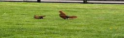Chickens poultry for sale: Sebright Trio - Advert 1