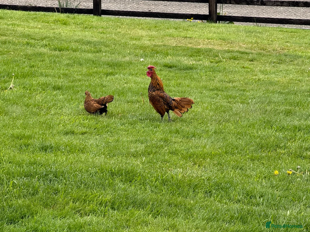 Chickens poultry for sale: Sebright Trio - Advert 1