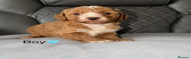 Cavapoo 1