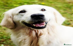 Golden Retriever dogs for sale: Newmiller Retrievers Litter Announcement  - Image 9