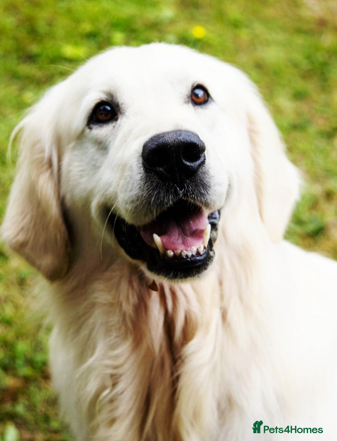 Golden Retriever dogs for sale: Newmiller Retrievers Litter Announcement  - Image 9