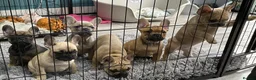 French Bulldog dogs for sale: Stunning KC Registered French Bulldogs-READY NOW! - Advert 33
