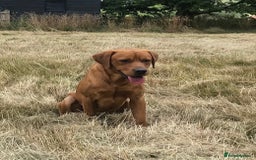 Labrador Retriever dogs for stud: Fox Red Labrador for Stud in Ashford - Image 1